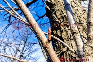 Из-за аномальной погоды в Одессе на деревьях распустились почки Из-за аномальной погоды в Одессе на деревьях распустились почки