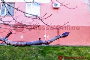 Из-за аномальной погоды в Одессе на деревьях распустились почки Из-за аномальной погоды в Одессе на деревьях распустились почки