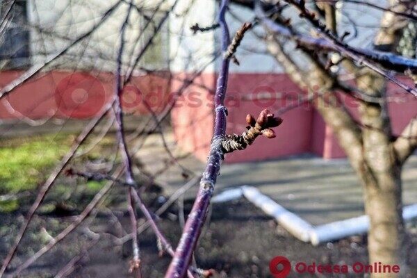 Из-за аномальной погоды в Одессе на деревьях распустились почки Из-за аномальной погоды в Одессе на деревьях распустились почки