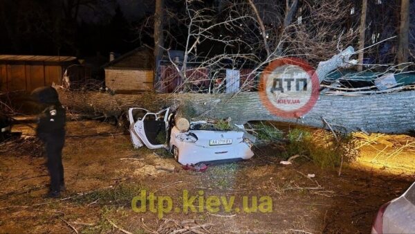 В Киеве дерево раздавило иномарку: водитель погиб на месте В Киеве дерево раздавило иномарку: водитель погиб на месте