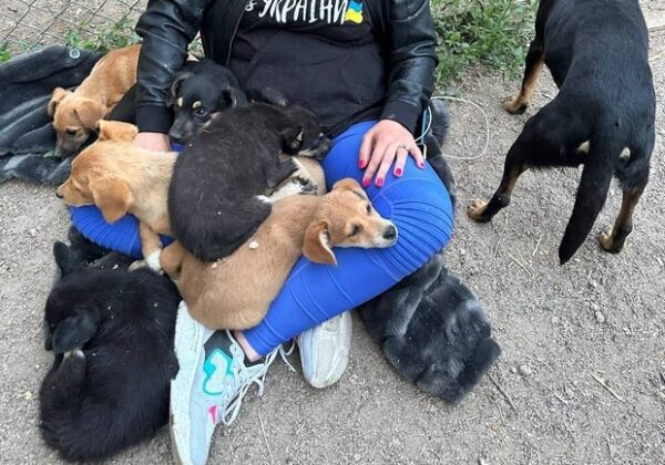 В Одессу привезли первых спасенных животных из Херсона: как помочь В Одессу привезли первых спасенных животных из Херсона: как помочь