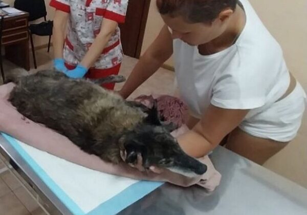 В Одесской области водитель дважды наехал на собаку и уехал В Одесской области водитель дважды наехал на собаку и уехал