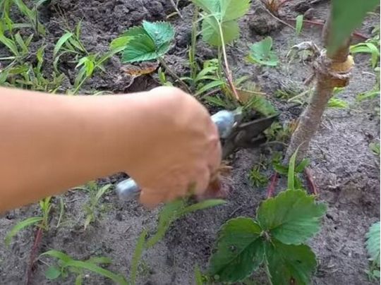 Як врятувати город від спеки та посухи: ці способи вас точно здивують