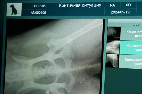 В Одесской области мужчина выстрелил в беспризорную собаку: что с животным В Одесской области мужчина выстрелил в беспризорную собаку: что с животным
