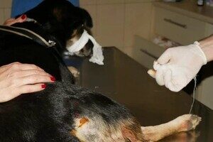 В Одесской области мужчина выстрелил в беспризорную собаку: что с животным В Одесской области мужчина выстрелил в беспризорную собаку: что с животным