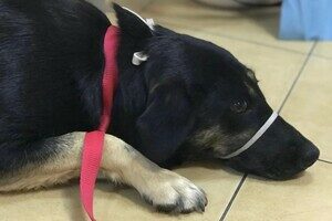 В Одесской области мужчина выстрелил в беспризорную собаку: что с животным В Одесской области мужчина выстрелил в беспризорную собаку: что с животным