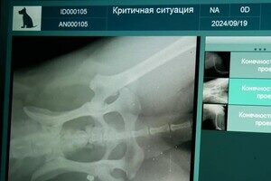 В Одесской области мужчина выстрелил в беспризорную собаку: что с животным В Одесской области мужчина выстрелил в беспризорную собаку: что с животным